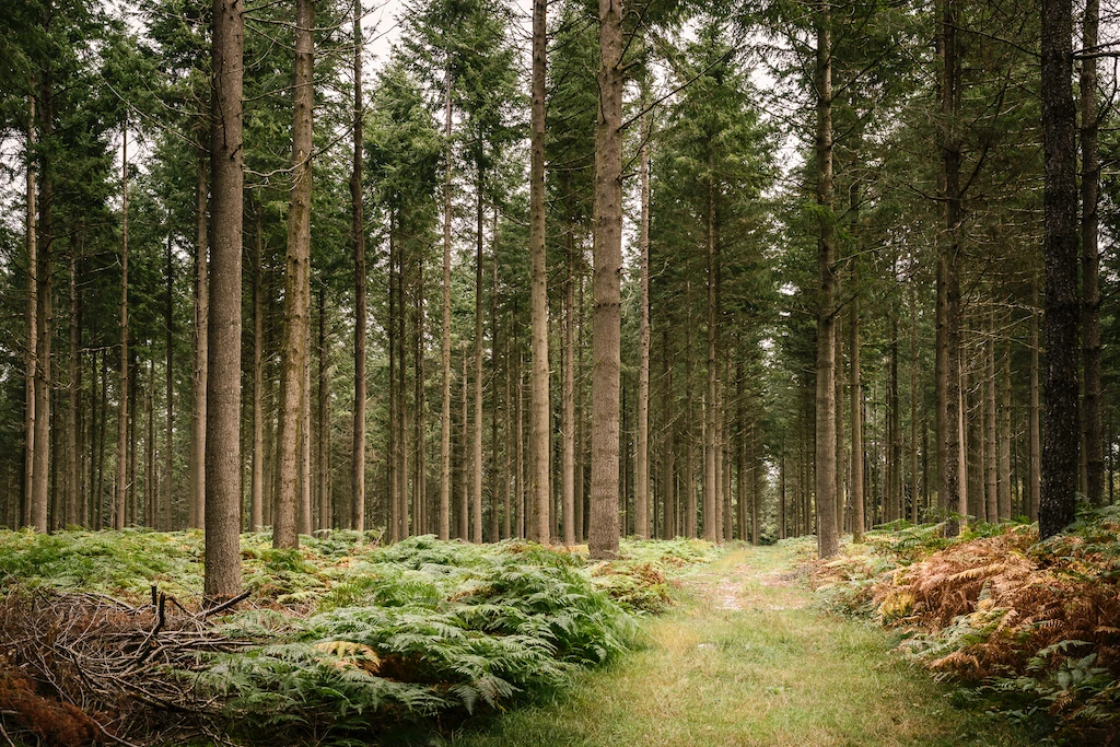 La forêt à Neuilly-en-Sancerre